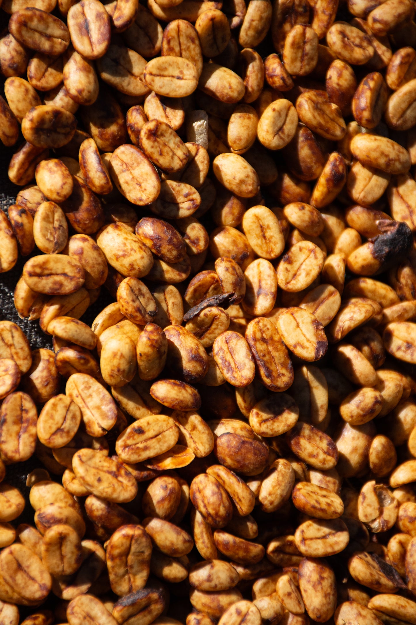 Diez Mil Pies Coffee Farm - Gesha