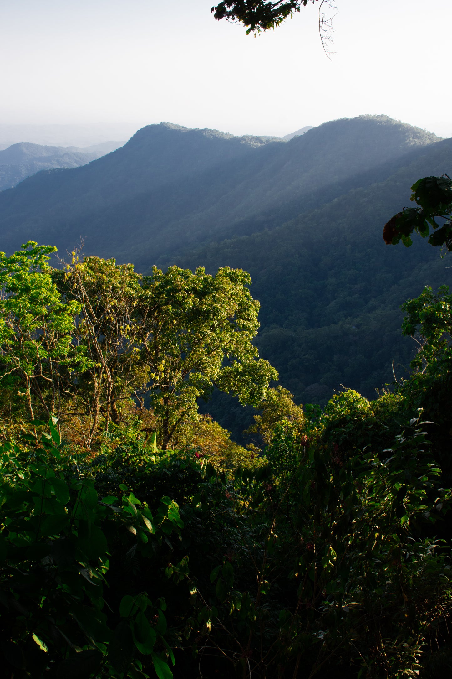 Diez Mil Pies Coffee Farm - Gesha