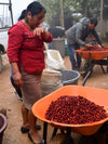 Tolina Antonio Oaxaca - Lavado - Bourbon Rojo
