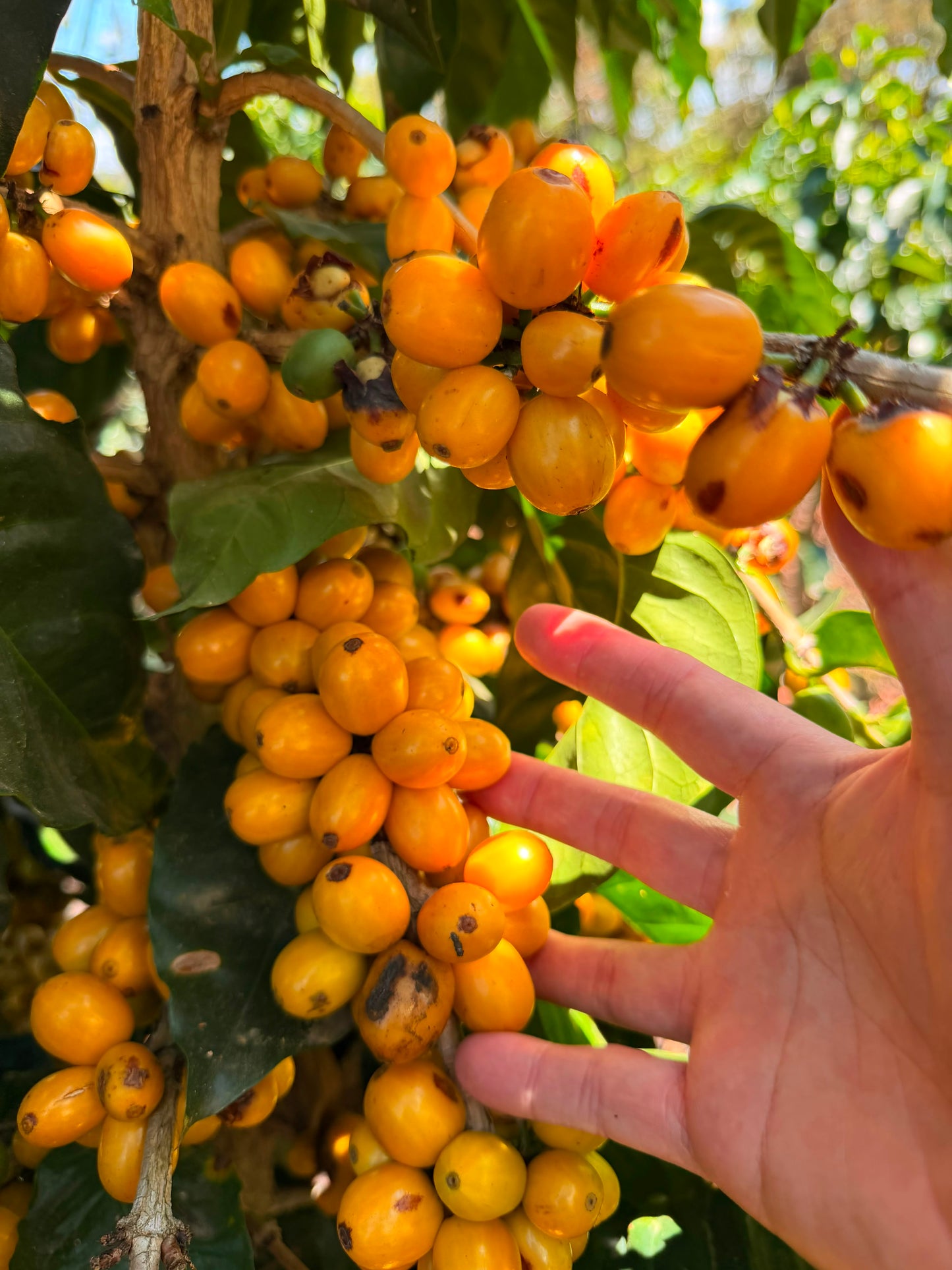 Carlos Cadena - Pacamara - Natural