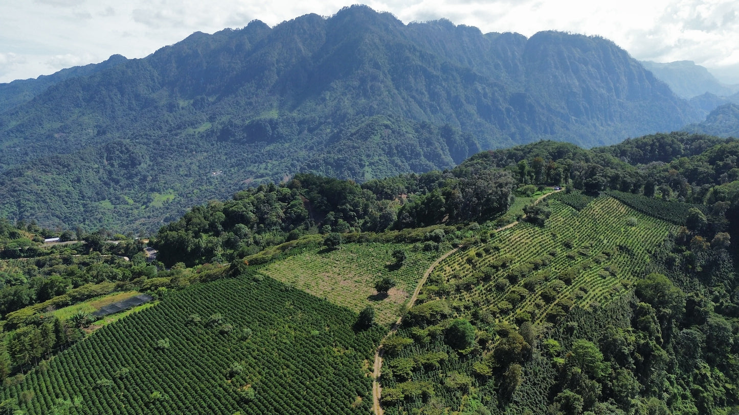 Carlos Cadena - Pacamara - Natural