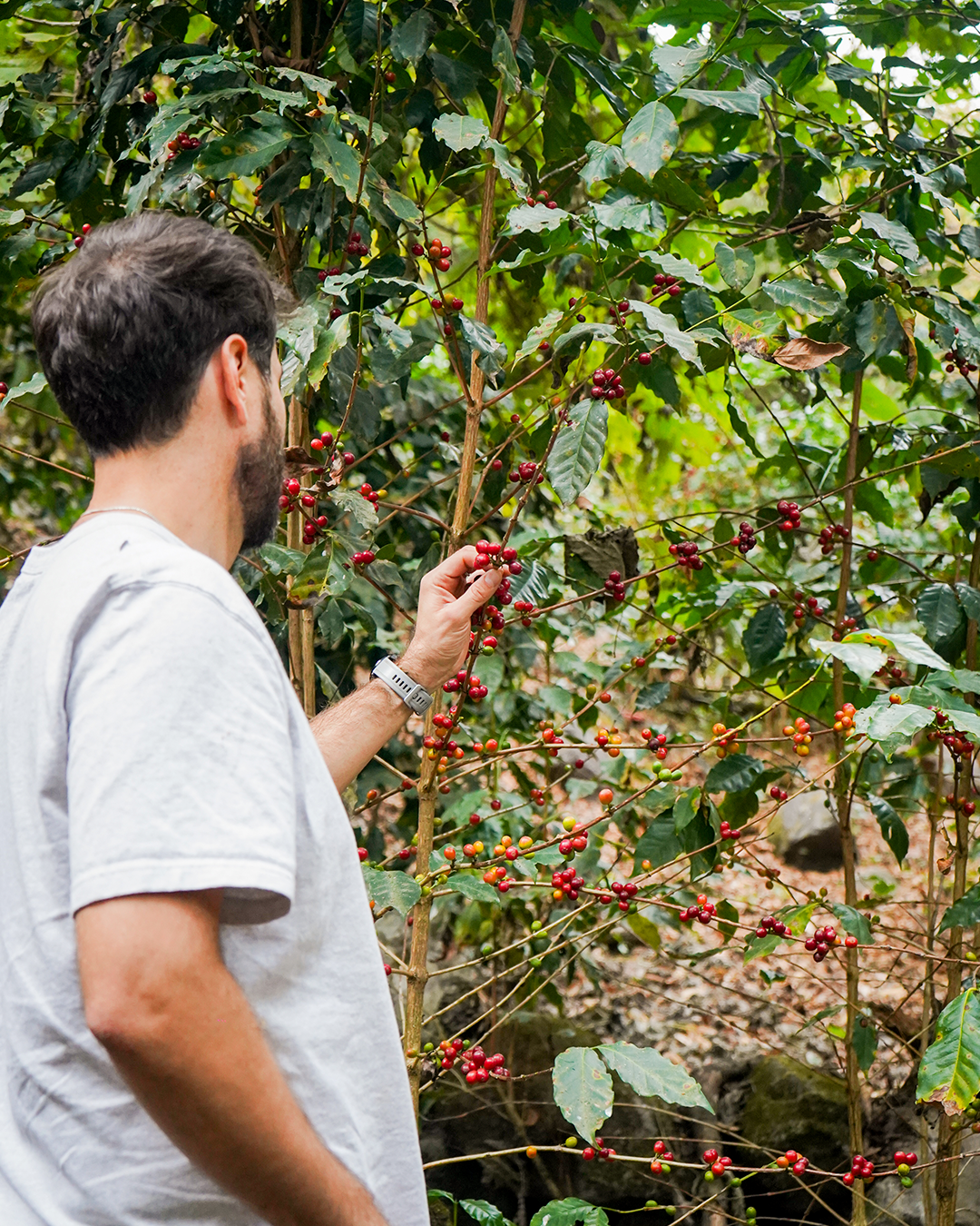 Arabica Colimota -Typica & Bourbon - Natural El Naranjal